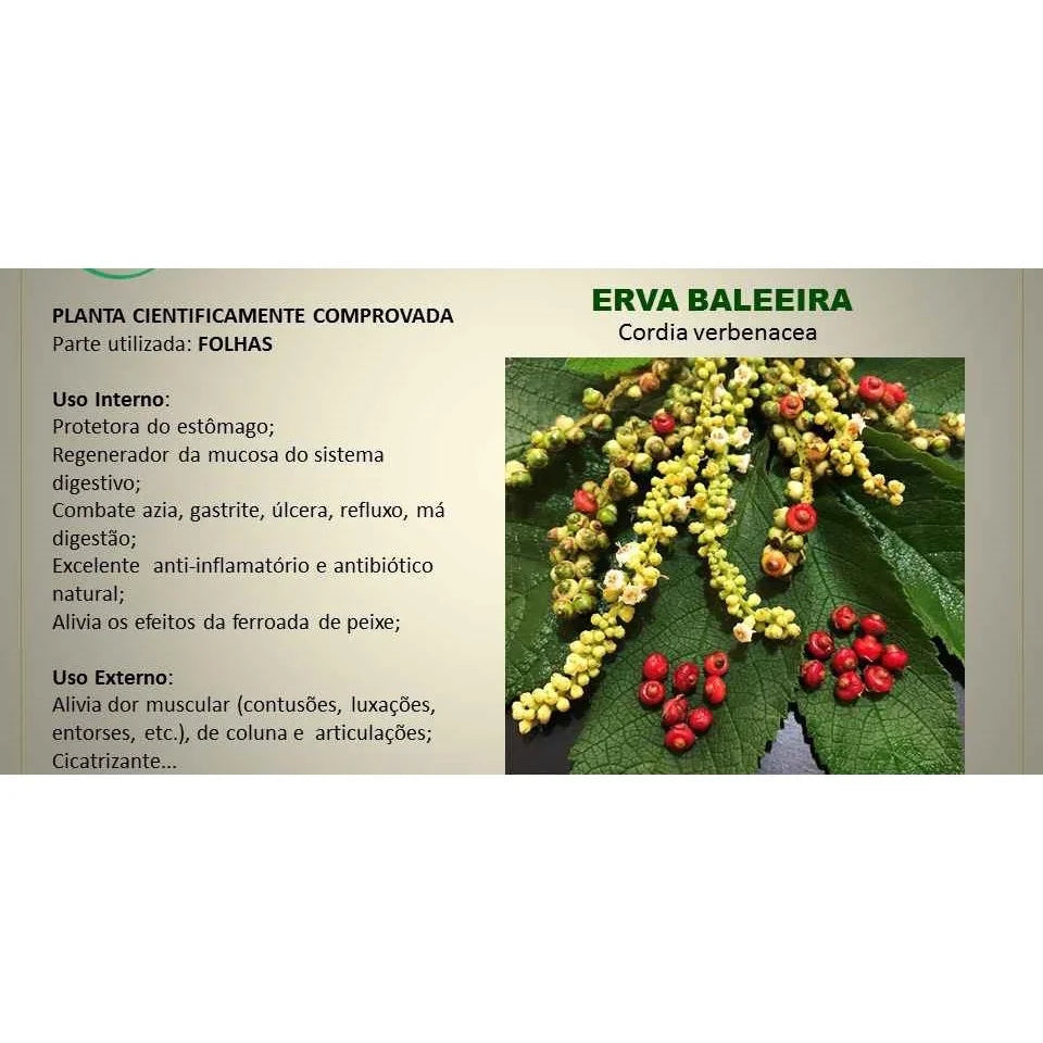 Erva Baleeira Original Proteja Seu Estômago e Recupere Sua Saúde Digestiva