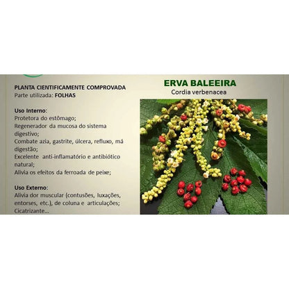 Erva Baleeira Original  Proteja Seu Estômago e Recupere Sua Saúde Digestiva